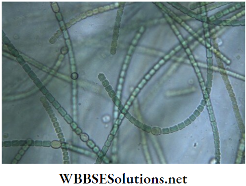 WBBSE Solutions for class 6 school science chapter 10 biodiversity and its classification cyanobacteria
