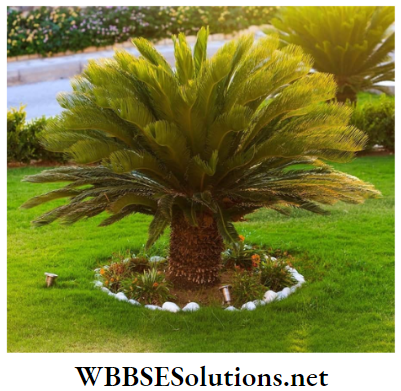 WBBSE Solutions for class 6 school science chapter 10 biodiversity and its classification cycas