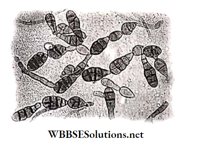 WBBSE Solutions for class 6 school science chapter 10 biodiversity and its classification deuteromycetes