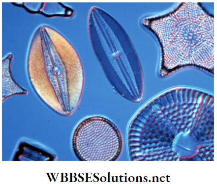 WBBSE Solutions for class 6 school science chapter 10 biodiversity and its classification diatoms