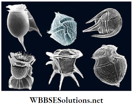 WBBSE Solutions for class 6 school science chapter 10 biodiversity and its classification dinoflagellates