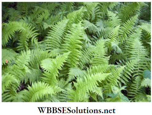 WBBSE Solutions for class 6 school science chapter 10 biodiversity and its classification dryopteris