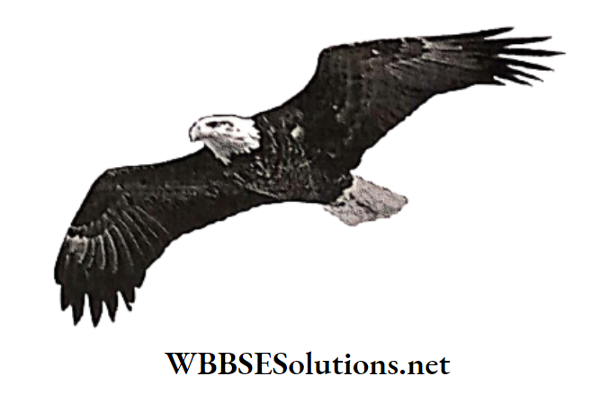 WBBSE Solutions for class 6 school science chapter 10 biodiversity and its classification eagle