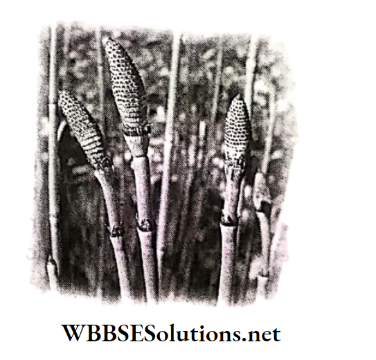 WBBSE Solutions for class 6 school science chapter 10 biodiversity and its classification equisetum