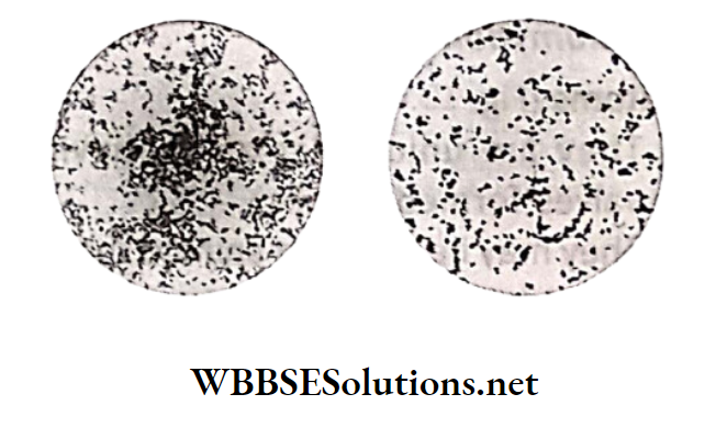 WBBSE Solutions for class 6 school science chapter 10 biodiversity and its classification eubacteria