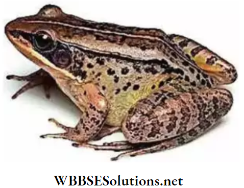 WBBSE Solutions for class 6 school science chapter 10 biodiversity and its classification frog