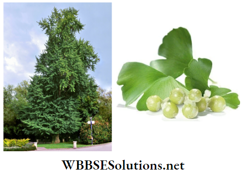 WBBSE Solutions for class 6 school science chapter 10 biodiversity and its classification ginkgo