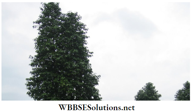 WBBSE Solutions for class 6 school science chapter 10 biodiversity and its classification gnetum