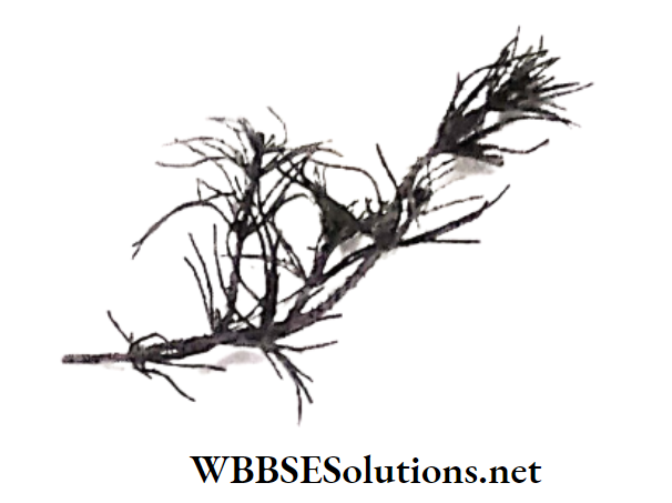 WBBSE Solutions for class 6 school science chapter 10 biodiversity and its classification green algae