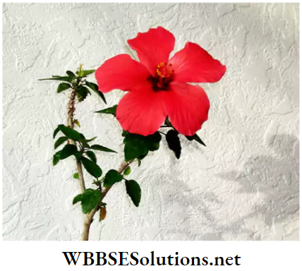 WBBSE Solutions for class 6 school science chapter 10 biodiversity and its classification hibiscus