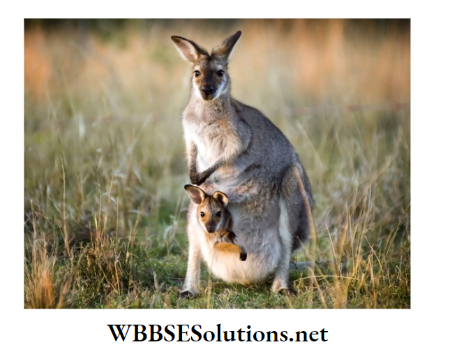 WBBSE Solutions for class 6 school science chapter 10 biodiversity and its classification kangaroo