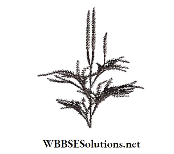 WBBSE Solutions for class 6 school science chapter 10 biodiversity and its classification lycopodium