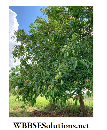WBBSE Solutions for class 6 school science chapter 10 biodiversity and its classification mango tree