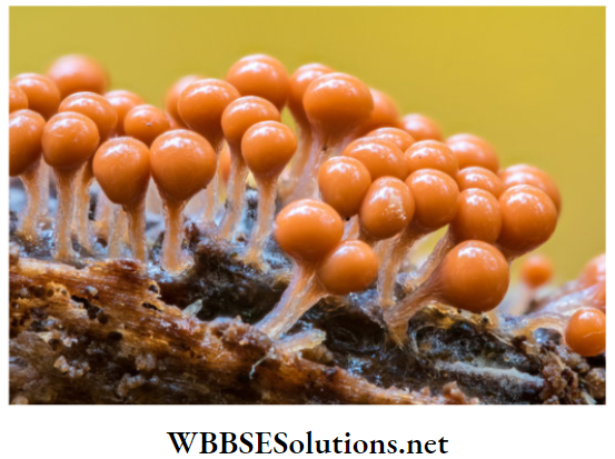 WBBSE Solutions for class 6 school science chapter 10 biodiversity and its classification myxomycetes