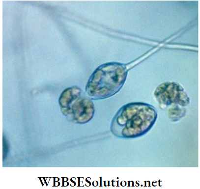 WBBSE Solutions for class 6 school science chapter 10 biodiversity and its classification oomycetes