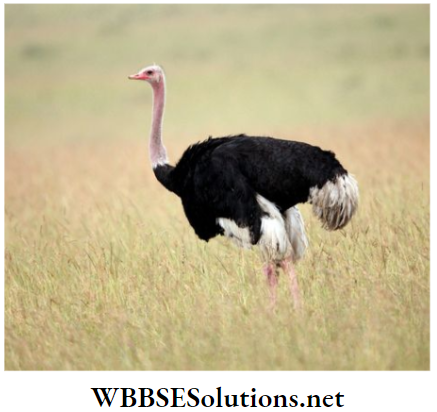 WBBSE Solutions for class 6 school science chapter 10 biodiversity and its classification ostrich