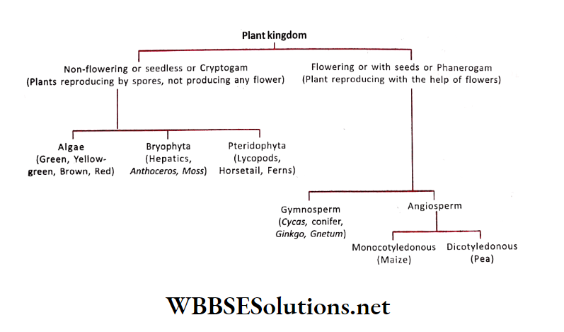 WBBSE Solutions for class 6 school science chapter 10 biodiversity and its classification plant kingdom