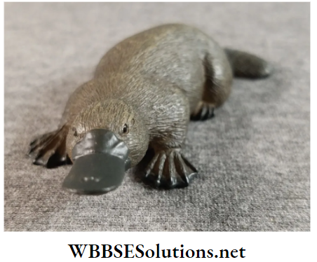WBBSE Solutions for class 6 school science chapter 10 biodiversity and its classification platypus