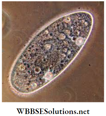 WBBSE Solutions for class 6 school science chapter 10 biodiversity and its classification protozoa
