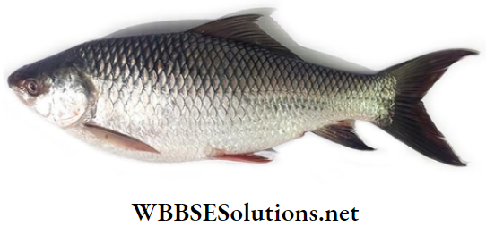 WBBSE Solutions for class 6 school science chapter 10 biodiversity and its classification rohu