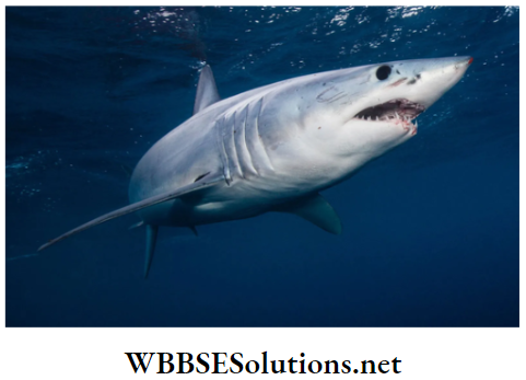 WBBSE Solutions for class 6 school science chapter 10 biodiversity and its classification shark