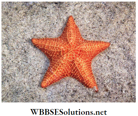 WBBSE Solutions for class 6 school science chapter 10 biodiversity and its classification starfish