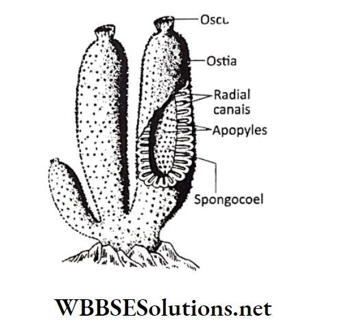 WBBSE Solutions for class 6 school science chapter 10 biodiversity and its classification sycon