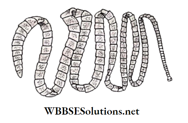 WBBSE Solutions for class 6 school science chapter 10 biodiversity and its classification taenia