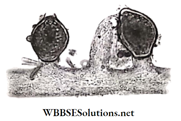 WBBSE Solutions for class 6 school science chapter 10 biodiversity and its classification yellow green algae