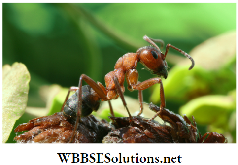 WBBSE Solutions for class 6 school science chapter 11 habits and habitats of some important animals ants
