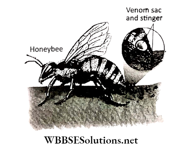 WBBSE Solutions for class 6 school science chapter 11 habits and habitats of some important animals bee abdomen
