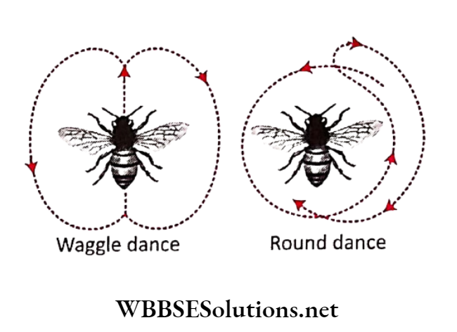 WBBSE Solutions for class 6 school science chapter 11 habits and habitats of some important animals bee dance