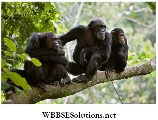 WBBSE Solutions for class 6 school science chapter 11 habits and habitats of some important animals chimps stay with mothers up to 10 years