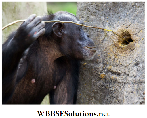 WBBSE Solutions for class 6 school science chapter 11 habits and habitats of some important animals chipanzee tool usage behaviour