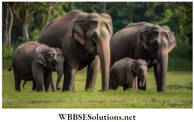 WBBSE Solutions for class 6 school science chapter 11 habits and habitats of some important animals elephants family