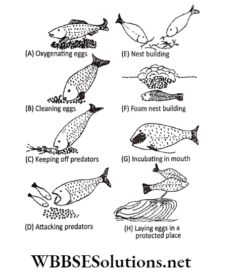 WBBSE Solutions for class 6 school science chapter 11 habits and habitats of some important animals fish eggs