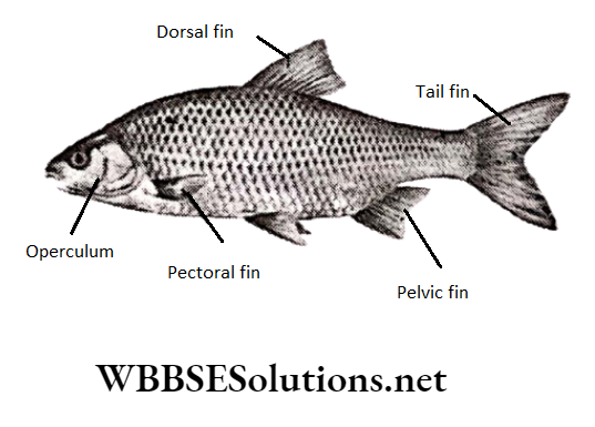 WBBSE Solutions for class 6 school science chapter 11 habits and habitats of some important animals fish