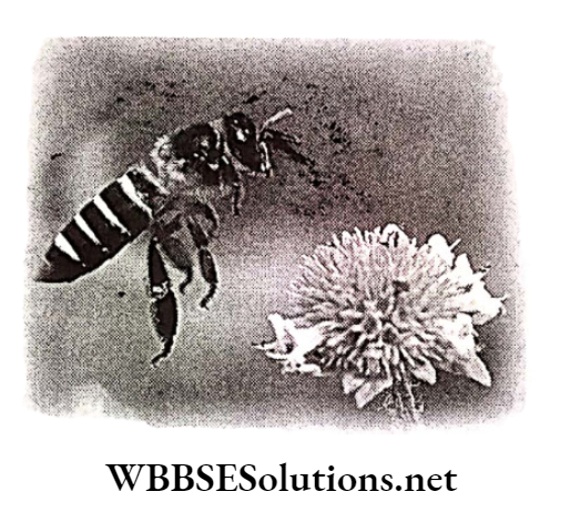 WBBSE Solutions for class 6 school science chapter 11 habits and habitats of some important animals honey bees eat in flowers