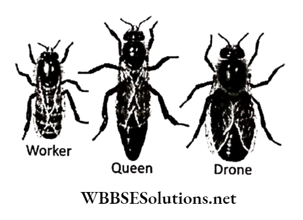 WBBSE Solutions for class 6 school science chapter 11 habits and habitats of some important animals honey bees