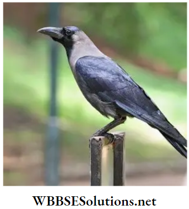 WBBSE Solutions for class 6 school science chapter 11 habits and habitats of some important animals indian crows