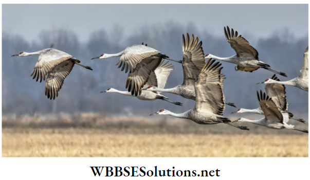 WBBSE Solutions for class 6 school science chapter 11 habits and habitats of some important animals migration