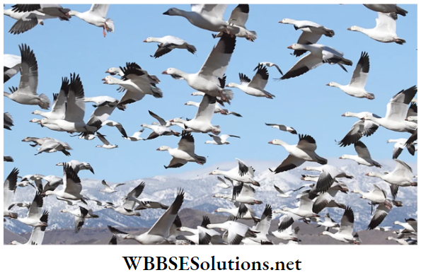 WBBSE Solutions for class 6 school science chapter 11 habits and habitats of some important animals migratory birds