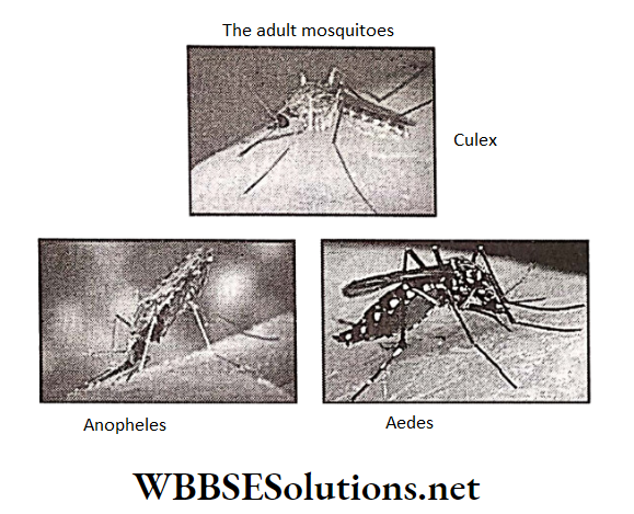 WBBSE Solutions for class 6 school science chapter 11 habits and habitats of some important animals mosquitoes belong to three