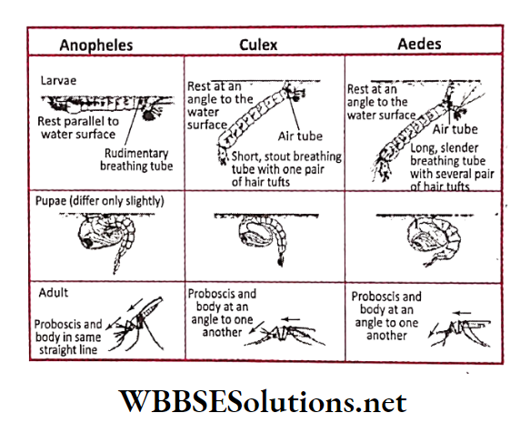 WBBSE Solutions for class 6 school science chapter 11 habits and habitats of some important animals mosquitoes hatch from eggs through several stages in life cycle