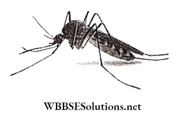 WBBSE Solutions for class 6 school science chapter 11 habits and habitats of some important animals mosquitoes