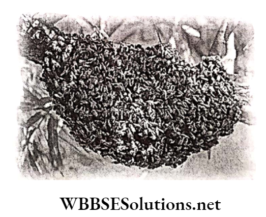 WBBSE Solutions for class 6 school science chapter 11 habits and habitats of some important animals queen bee tree