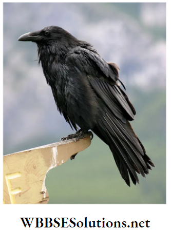 WBBSE Solutions for class 6 school science chapter 11 habits and habitats of some important animals ravens are bigger