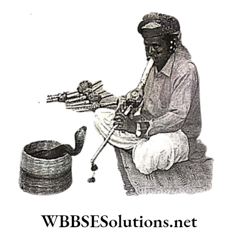 WBBSE Solutions for class 6 school science chapter 11 habits and habitats of some important animals snake charming