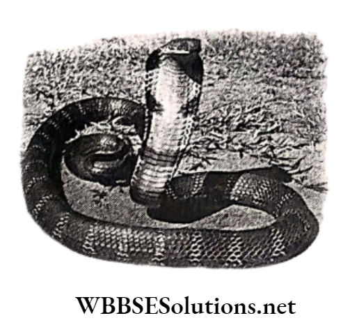 WBBSE Solutions for class 6 school science chapter 11 habits and habitats of some important animals snake