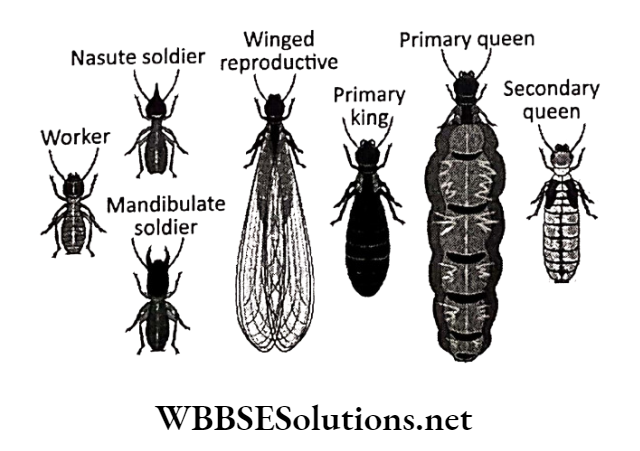 WBBSE Solutions for class 6 school science chapter 11 habits and habitats of some important animals termites